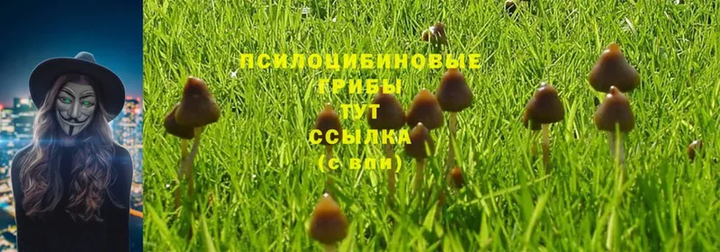 Псилоцибиновые грибы Psilocybe  Карабулак 